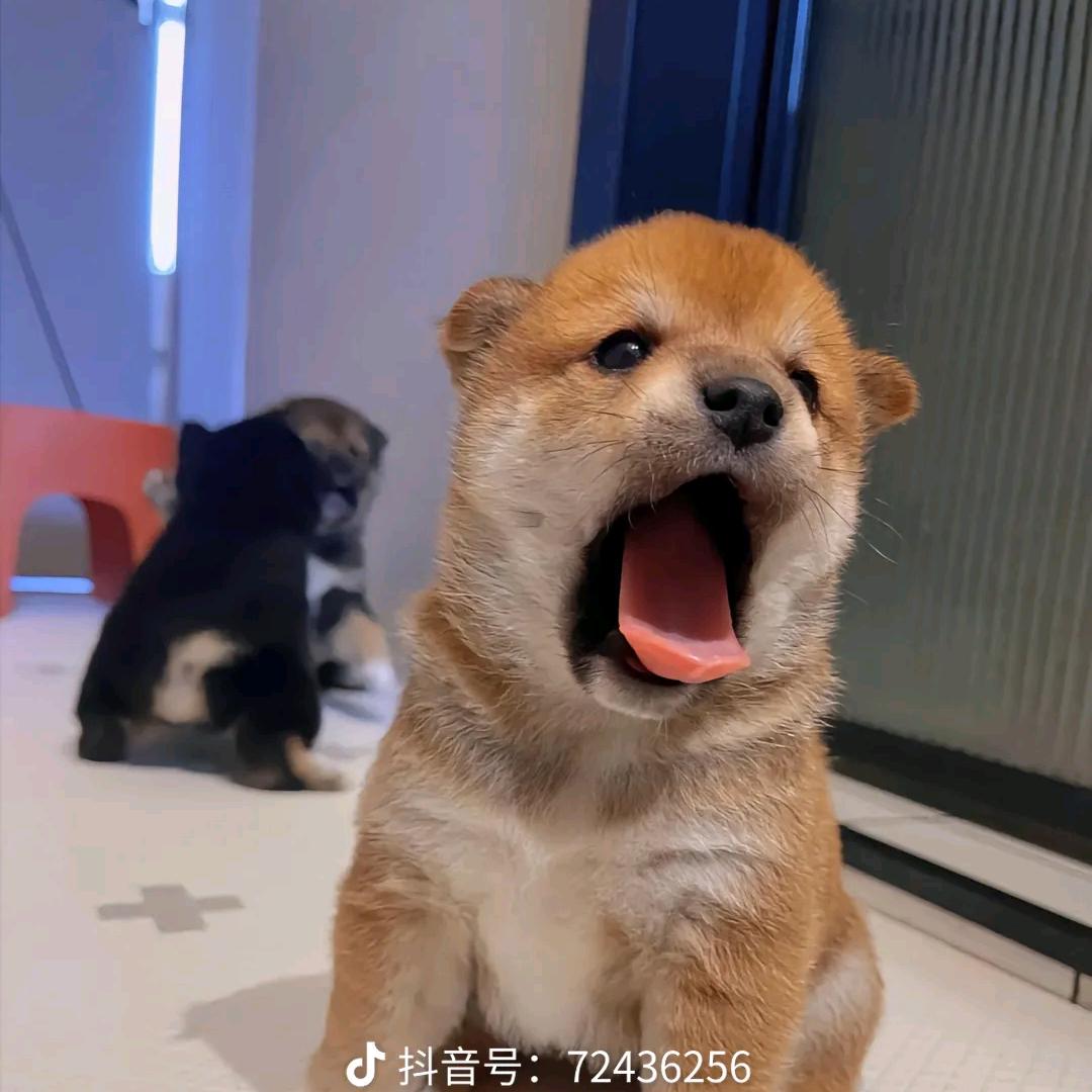 🍼🍼🍼小奶狗🍼🍼🍼