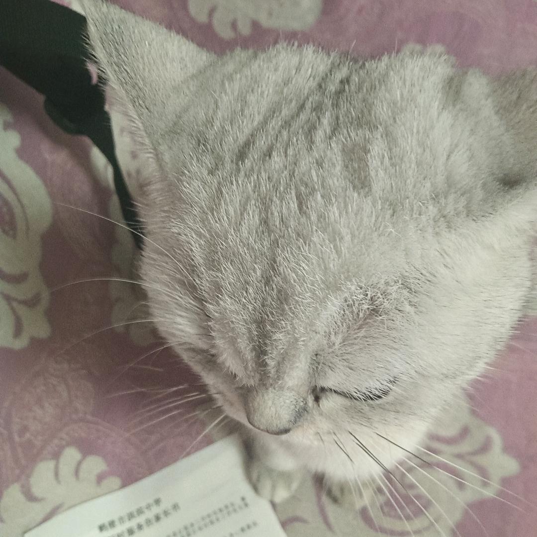 混的入