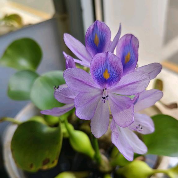 古乐悠悠美文