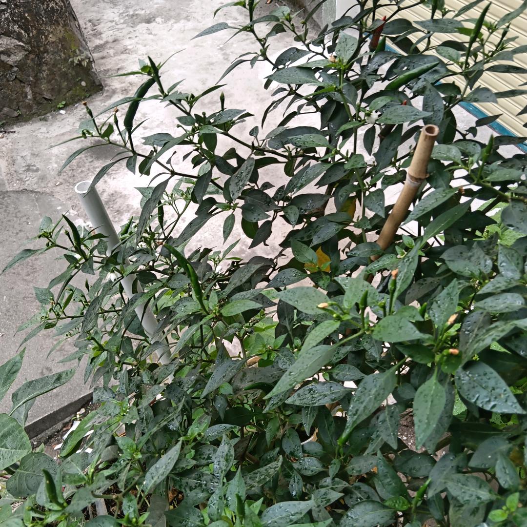 心态
