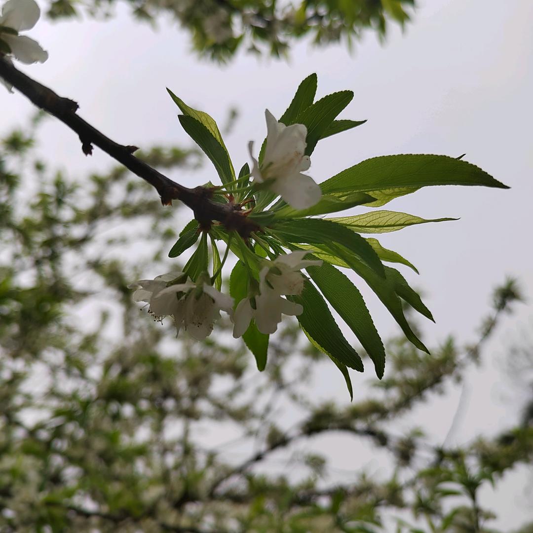 ༺ღ᭄ꦿℒℴѵℯ༒烟雨落荒城💕༒༻