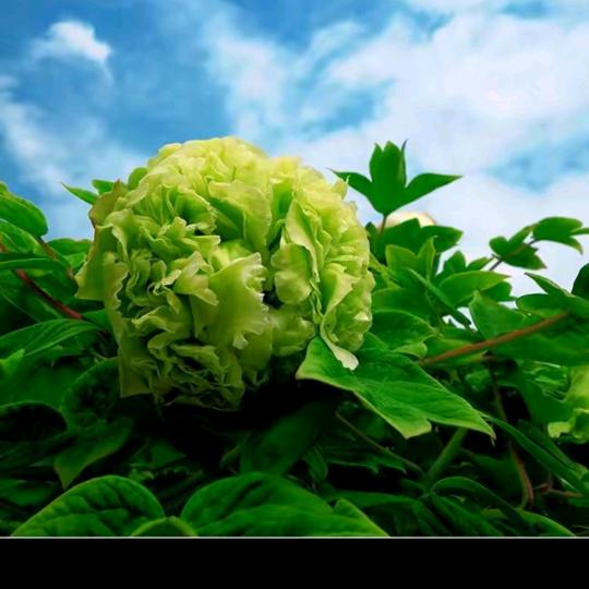 乄抖音用户²¹⁹