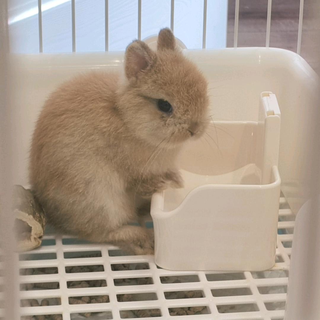 🐇憨批