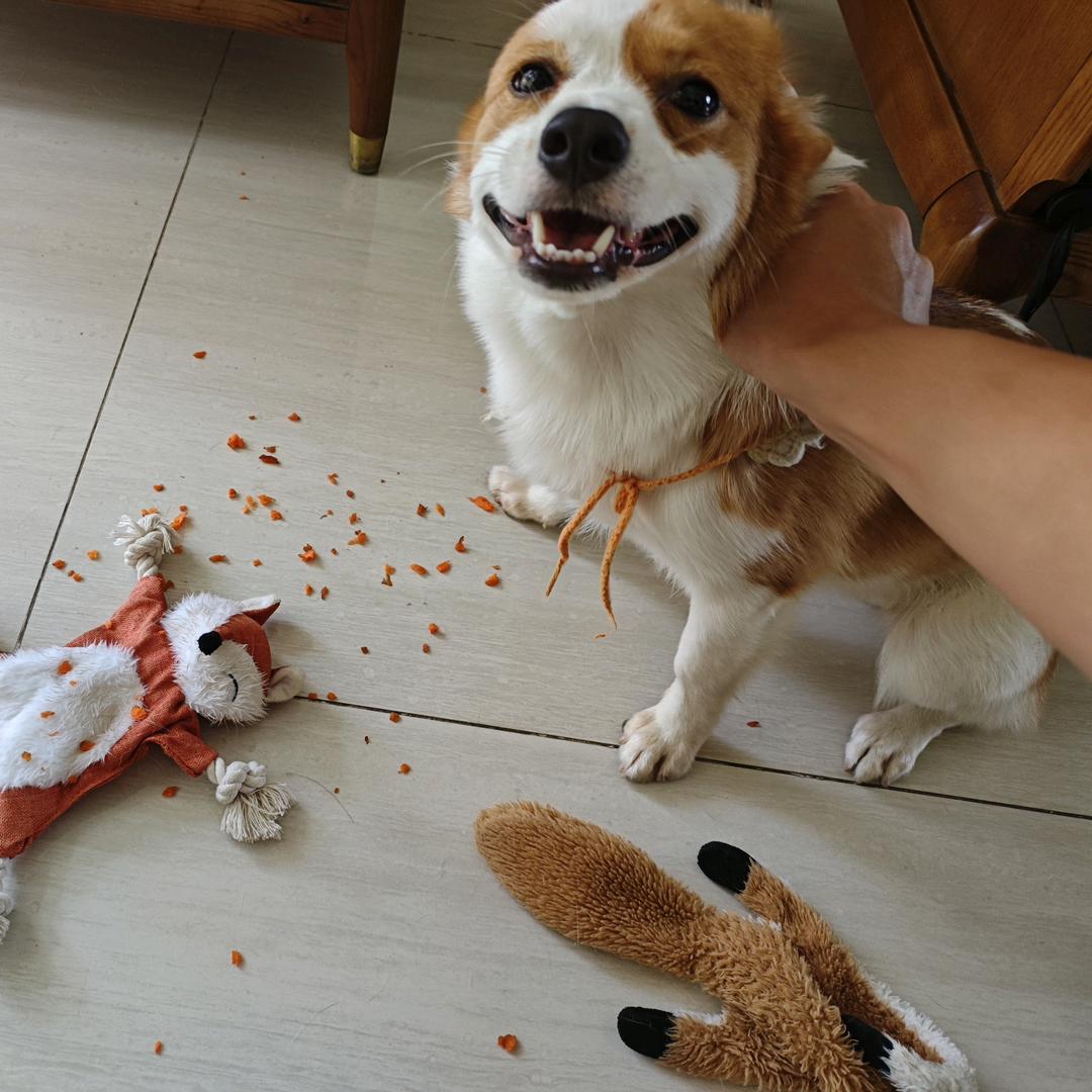 小白鼠