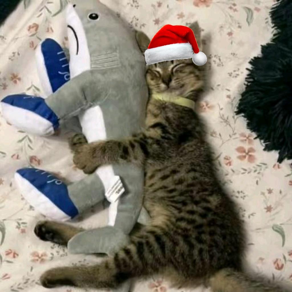 𝐱𝐢𝐚 𝐳𝐡𝐢𝐪𝐢⁷☆