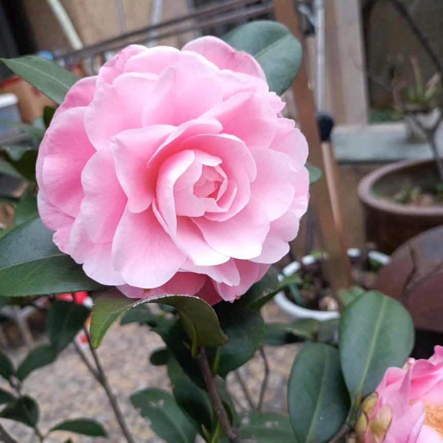 累了🌹🌹🥀🥀🌷🌷谁疼