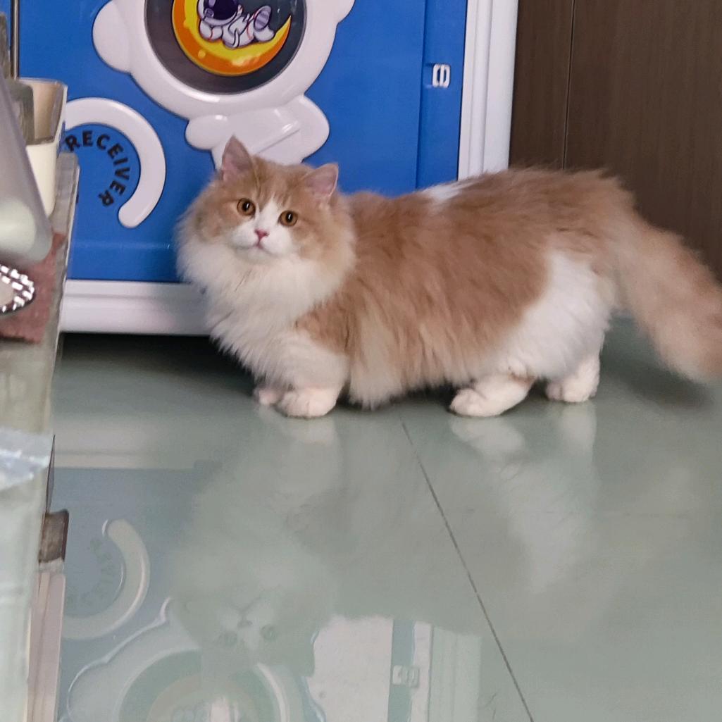 夙心