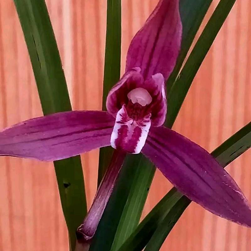 花卉盆景，兰花，春兰红塔宝石