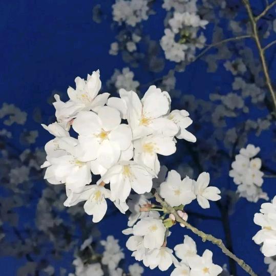 土豆呼叫地瓜
