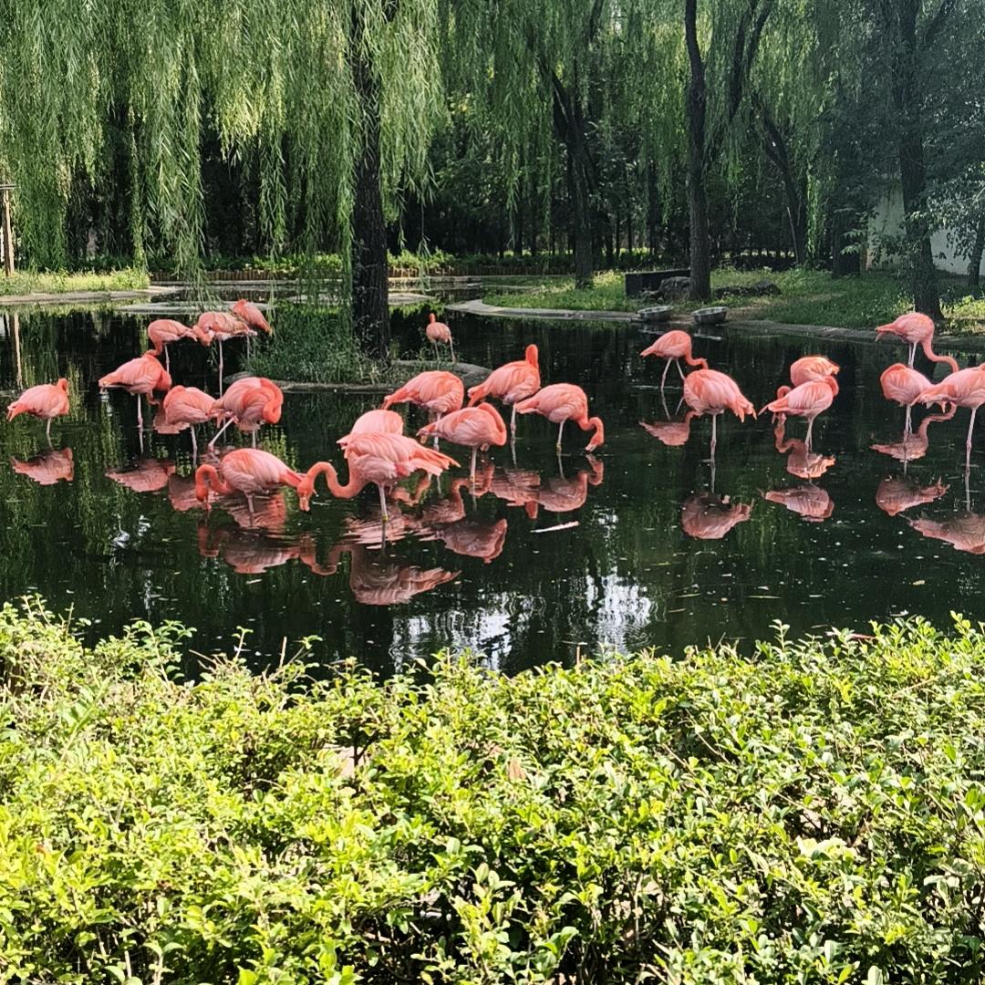 少年梦