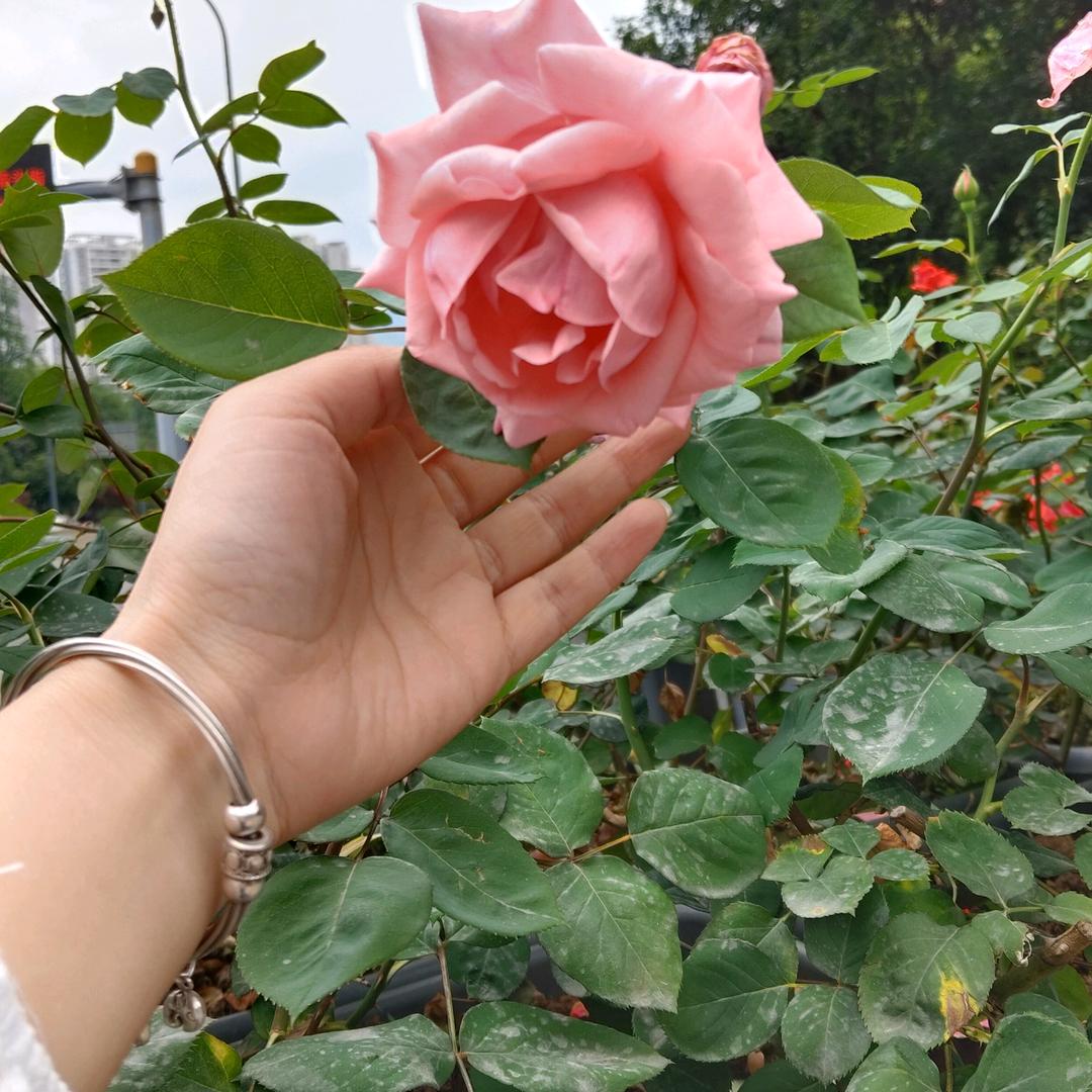 ✧娇ꦿ娇ꦿ✰ℱ