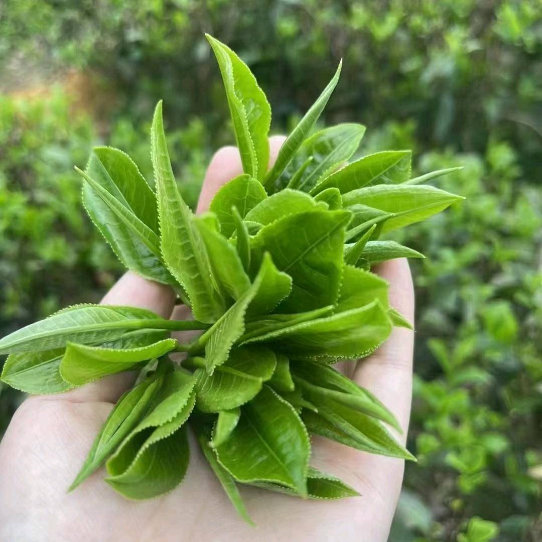 茶茶入心