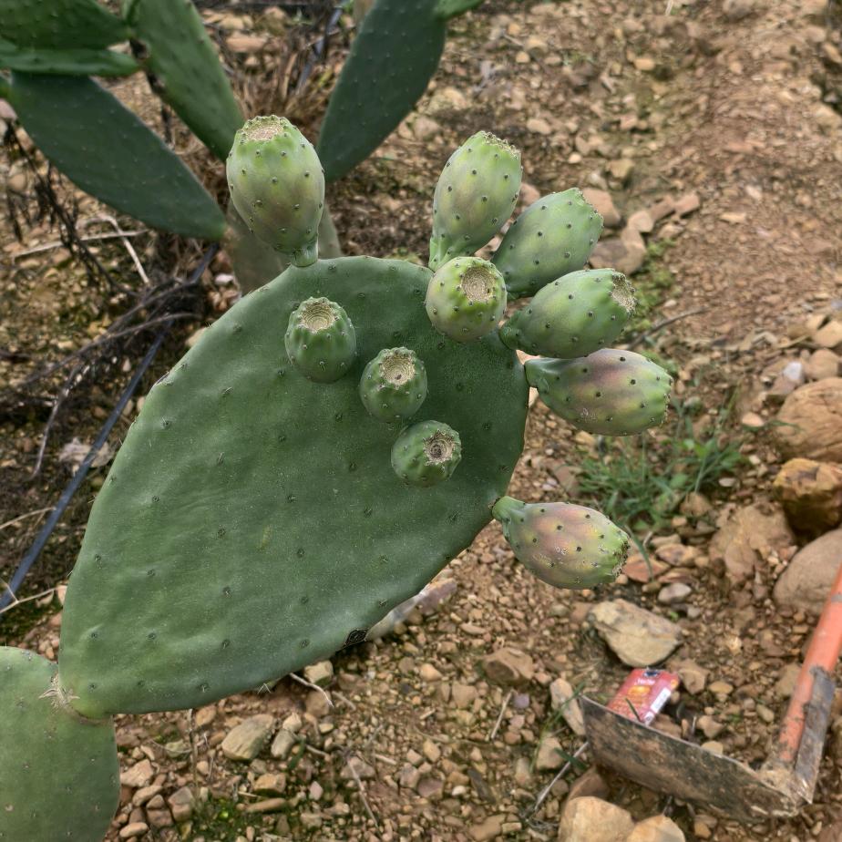 小穆，新品种仙人掌种植