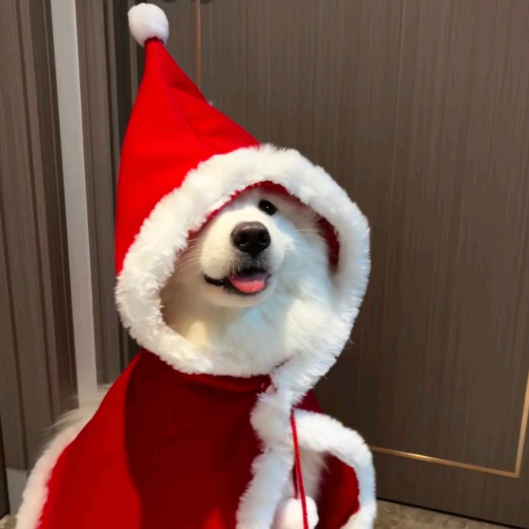 小苏软糖