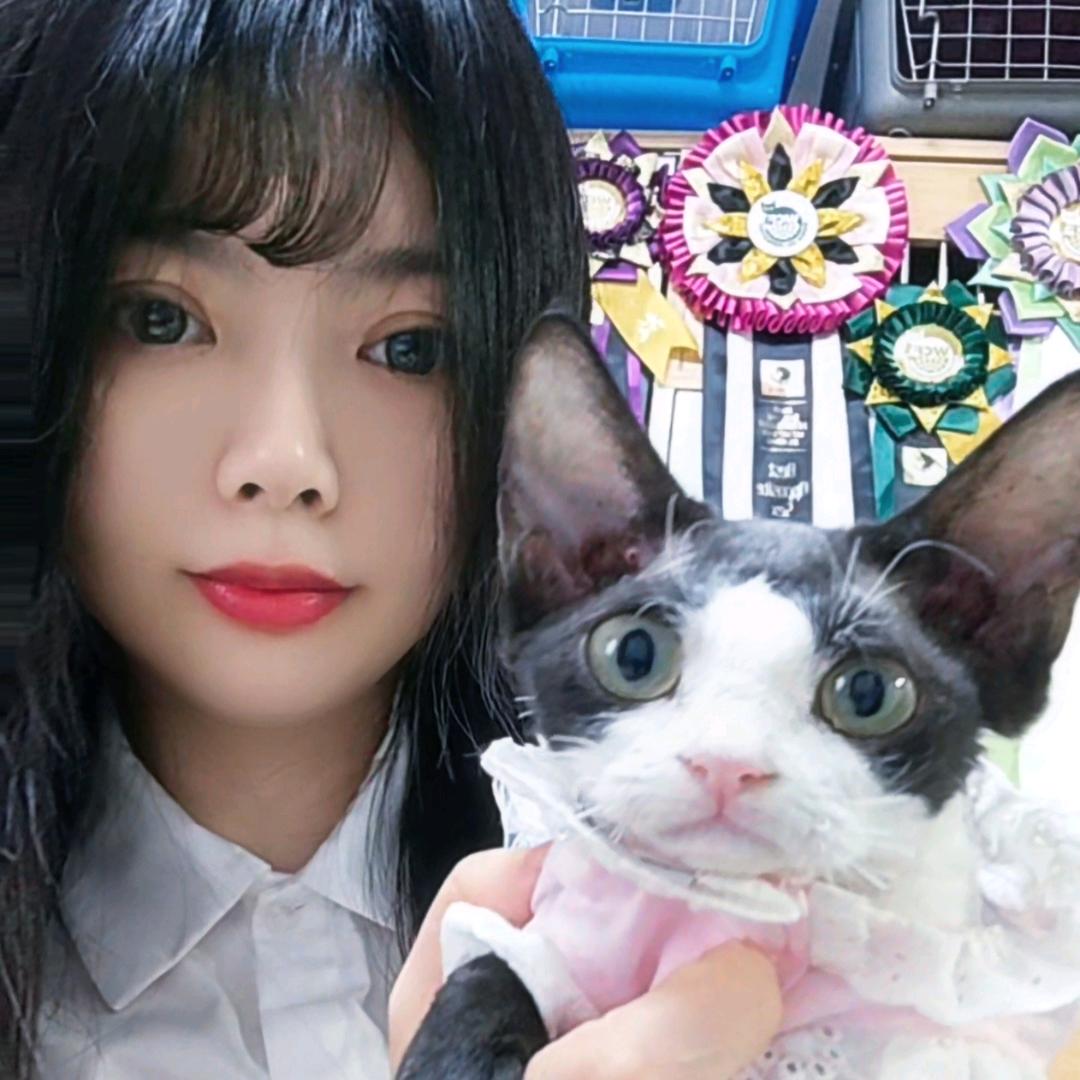前女友德文卷毛猫