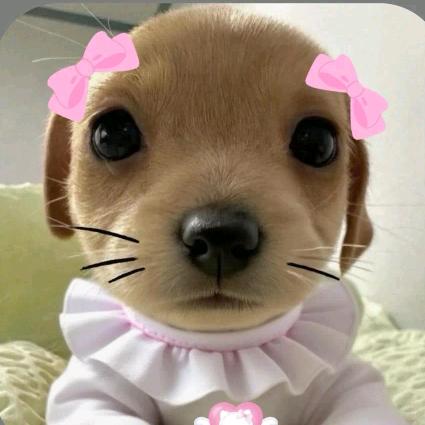 ㊗️妞🐷