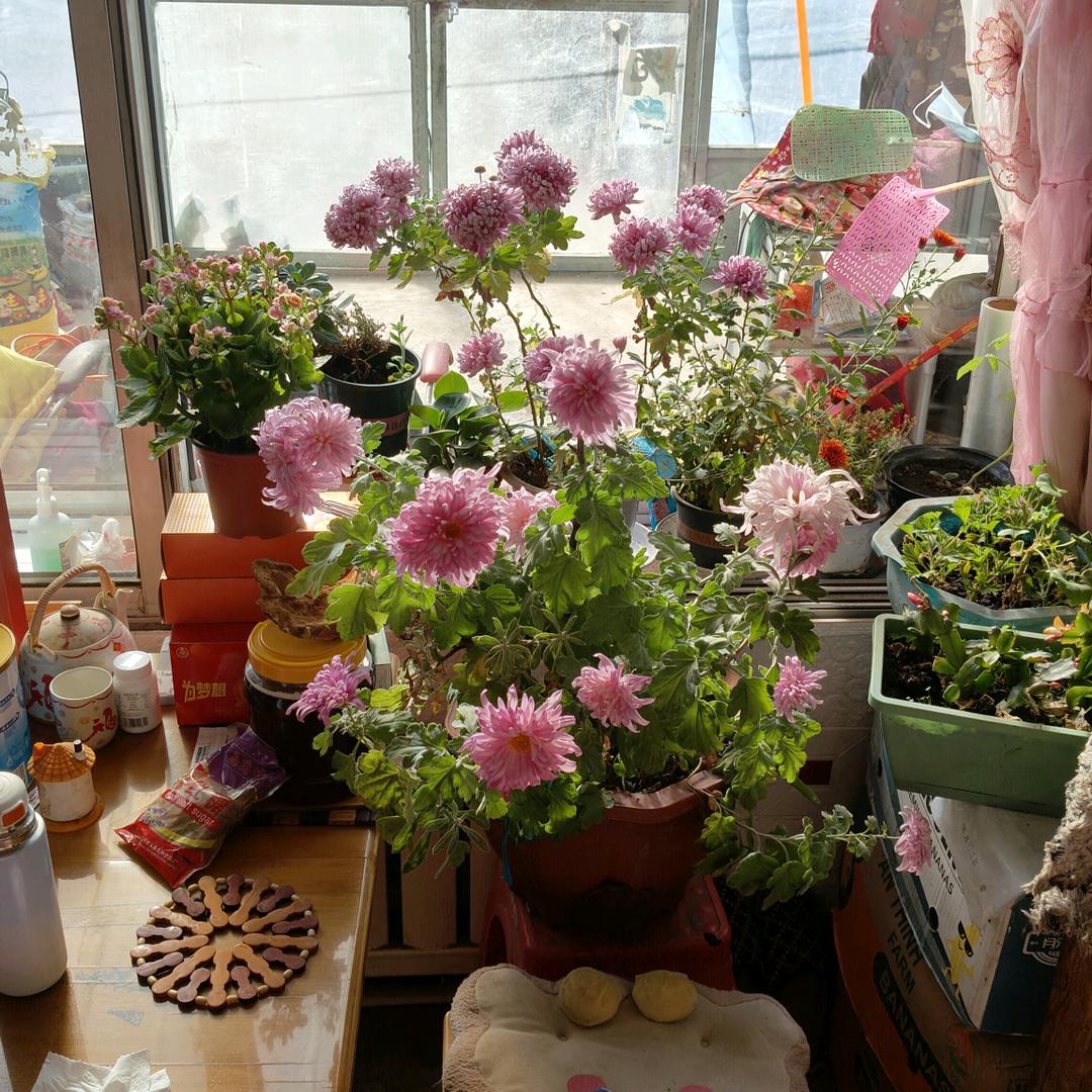 快乐天使，老 丫头