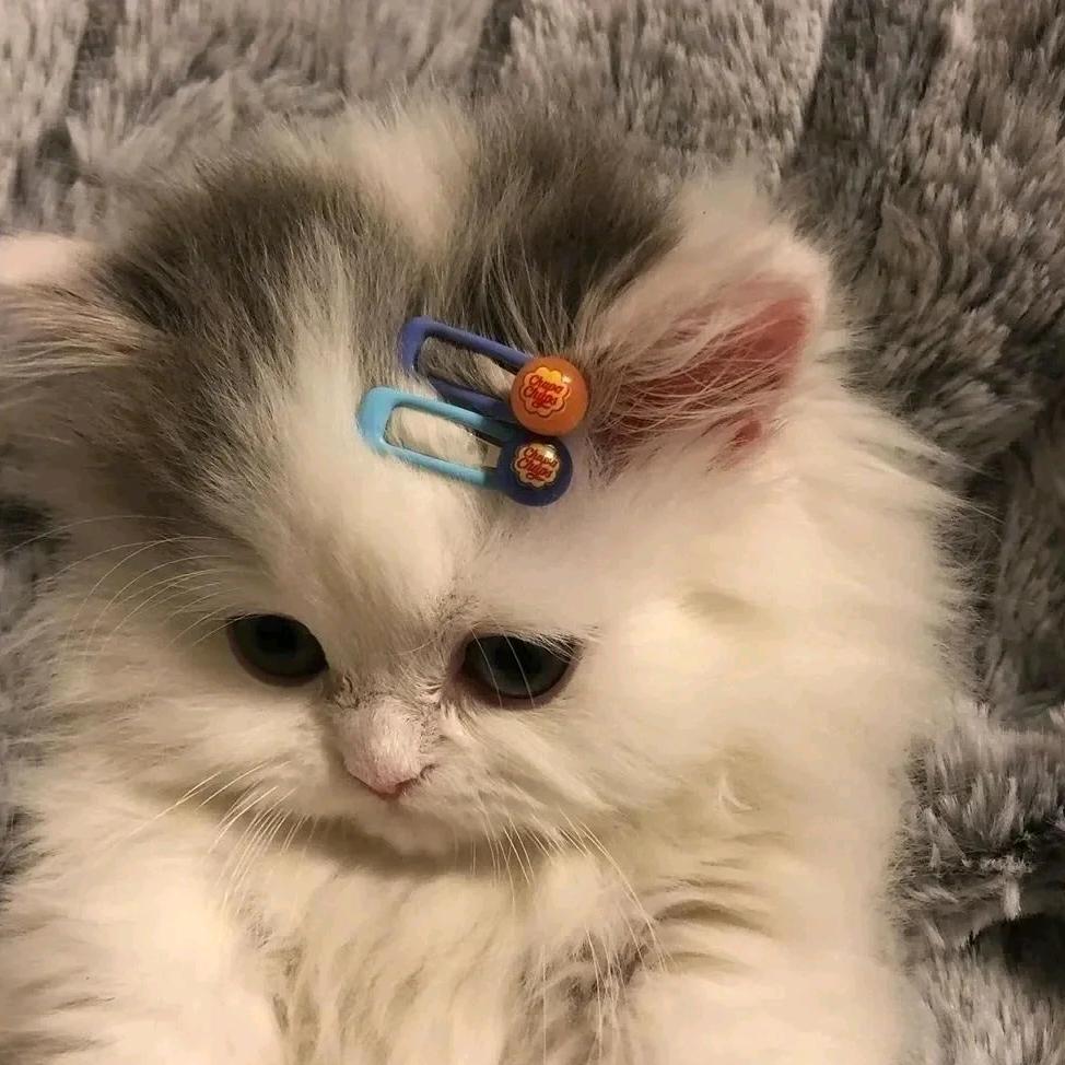 小Y大王