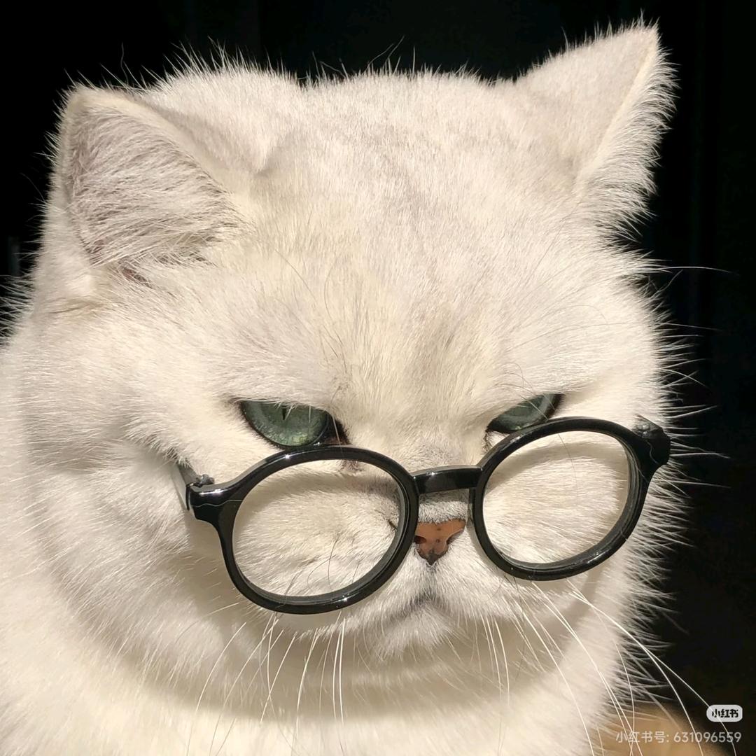 高冷的绝世丑比