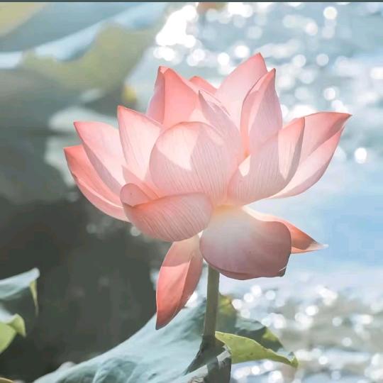 平安是福🌸