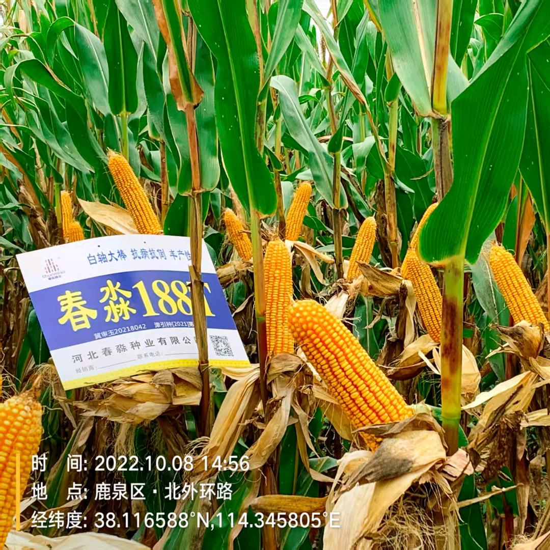 硕丰农资凌云册分店大美丽