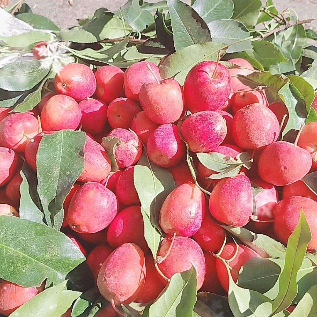 🌹吉祥（杨）🌹