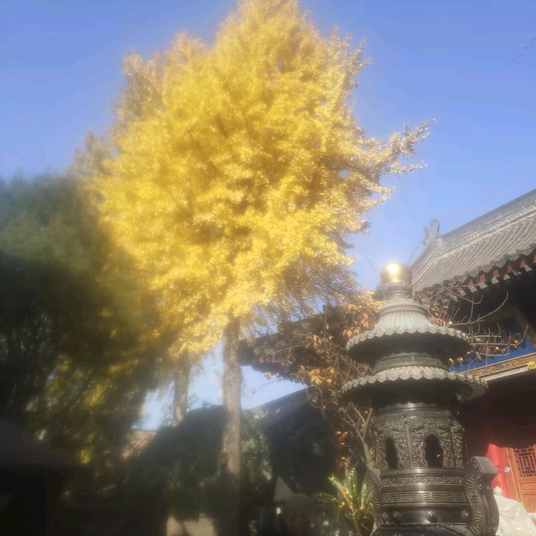 常欢愉   皆胜意