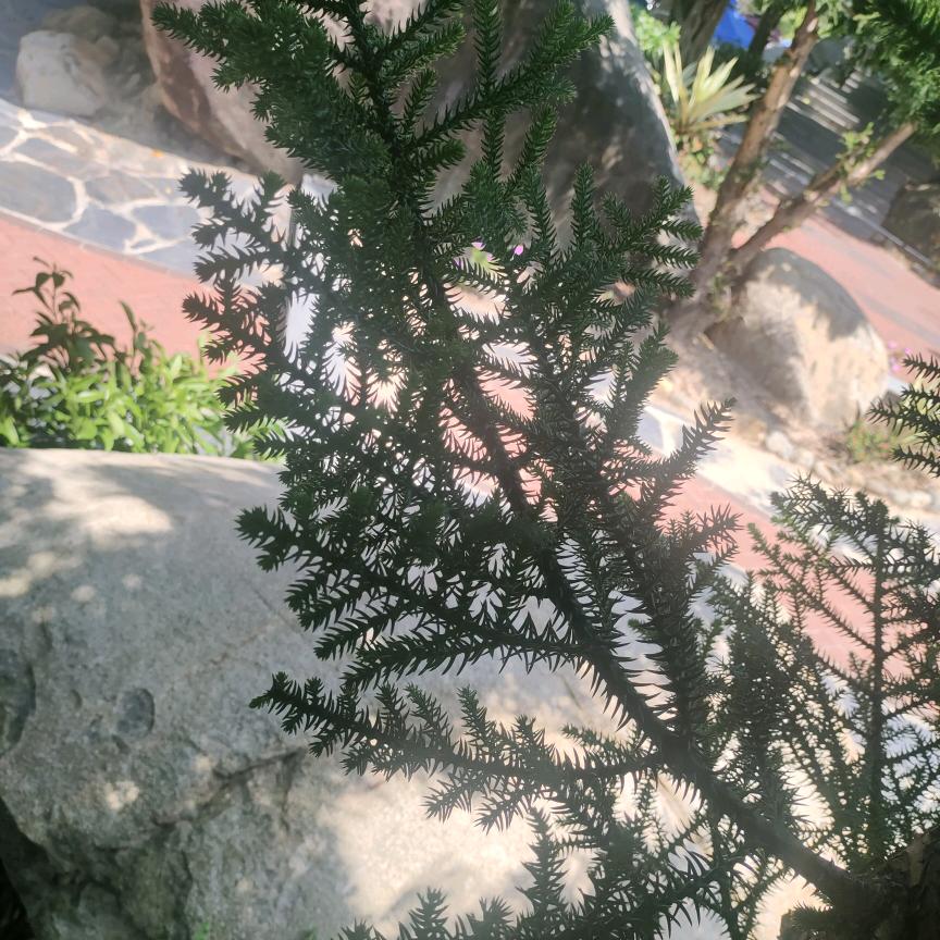 恬静