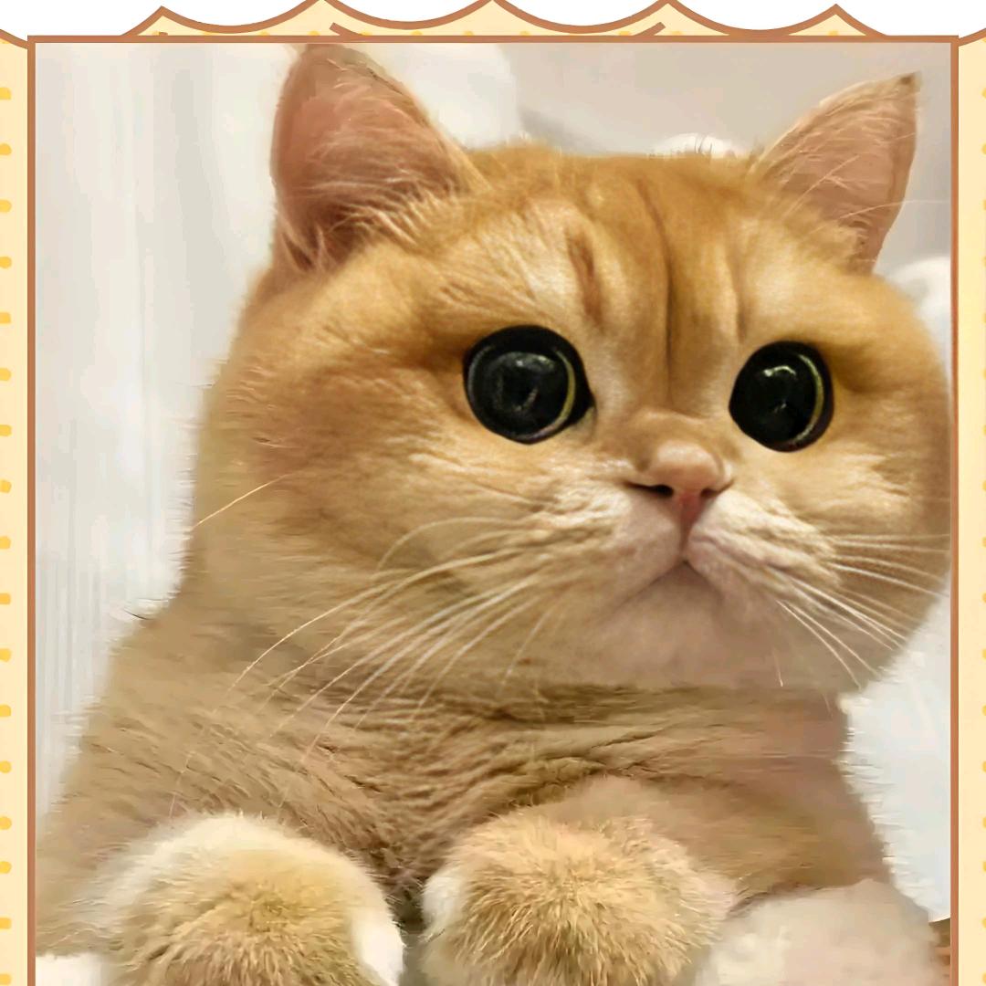 宠物猫