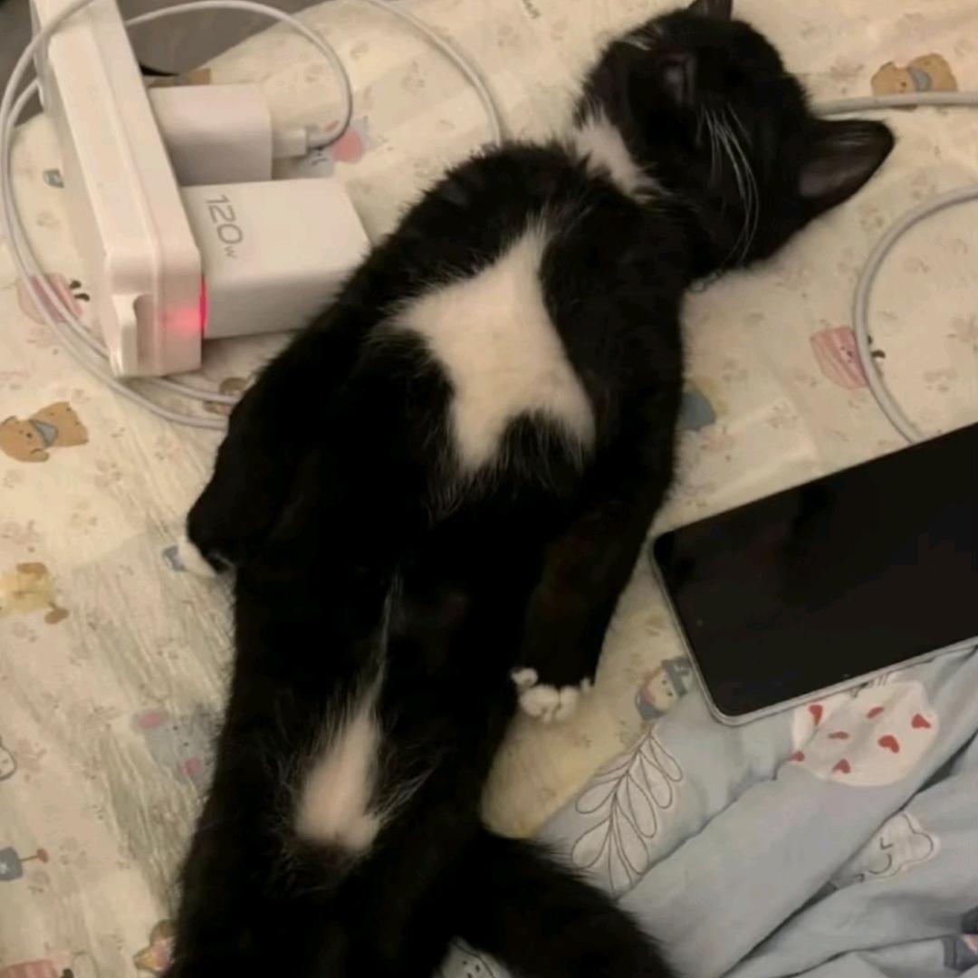 ♡̶𝙠𝙞𝙩𝙩𝙮念