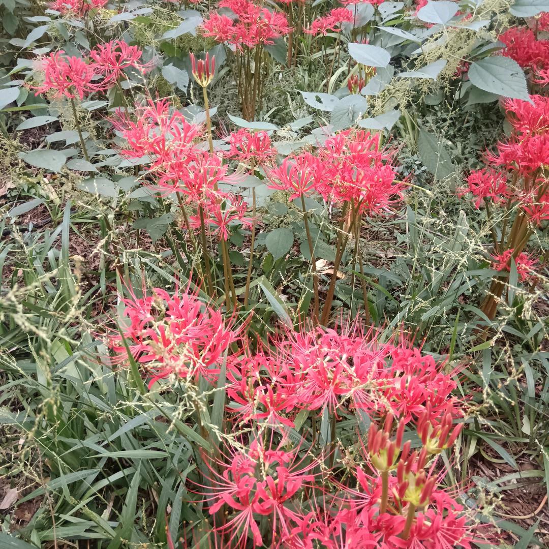 有毒的草，开出最美的花🌸