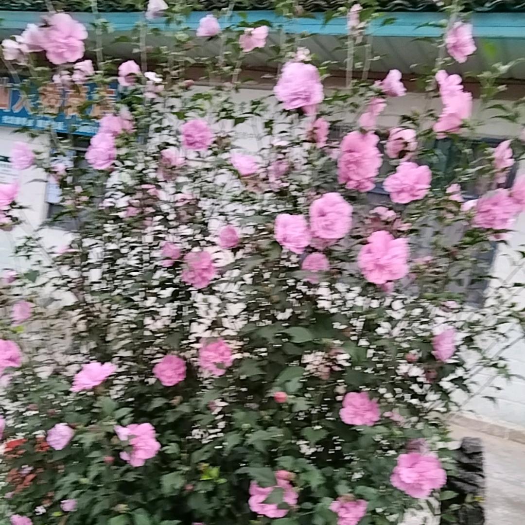 এۣۖิ爱ꦿ᭄᪲এᮁ恨࿐随૮₍♡意