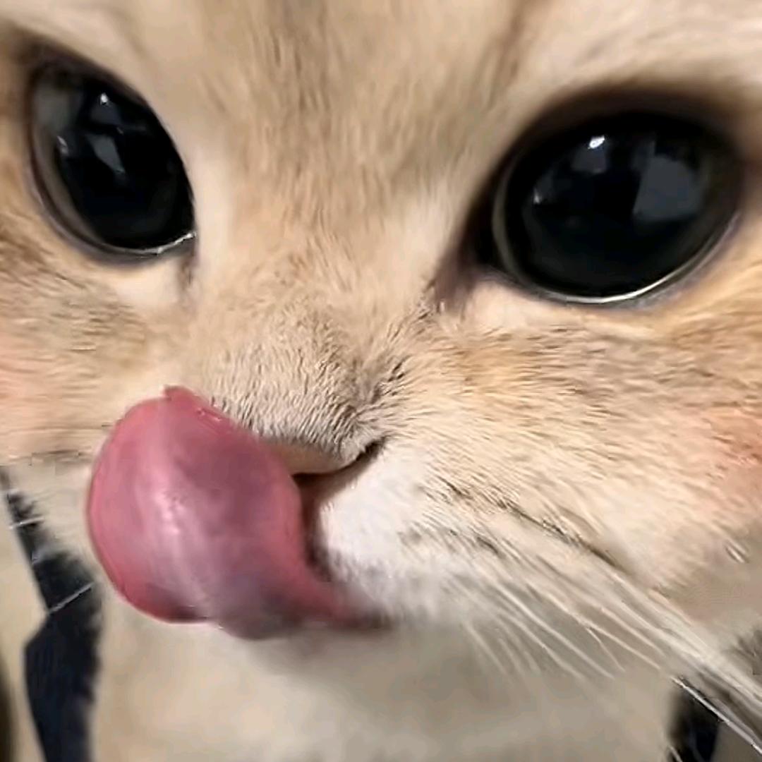 茶子