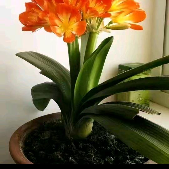 王雨婷的爹爹已经提