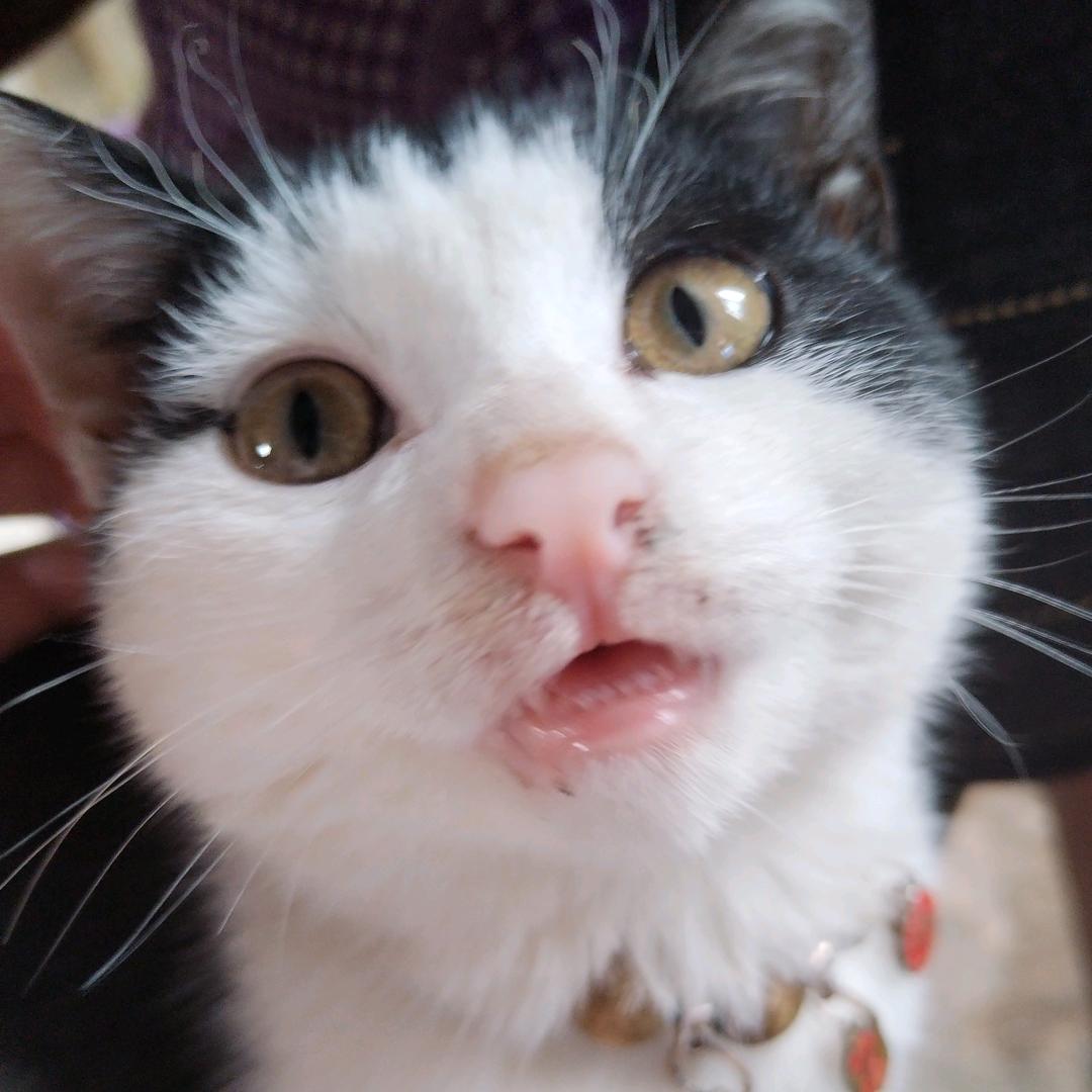 鸡翅包饭小刘海🐱