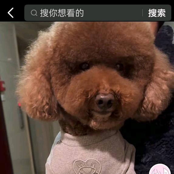 仔弟熊