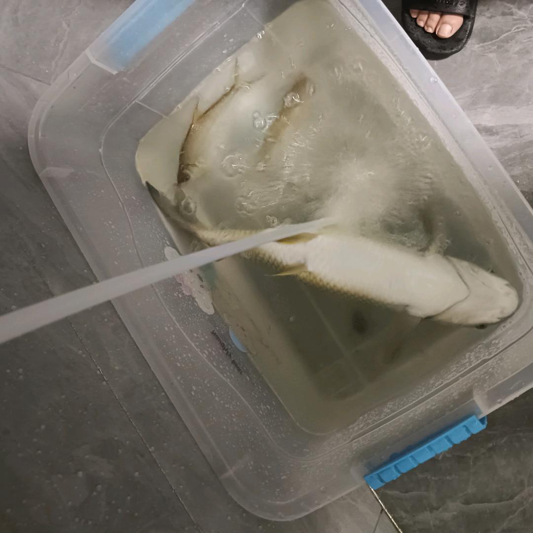 闲鱼翻身