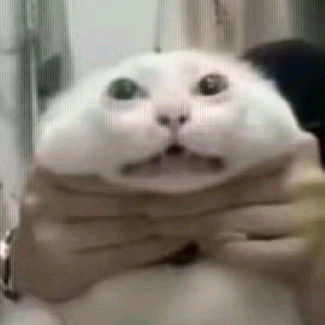 猫们头像