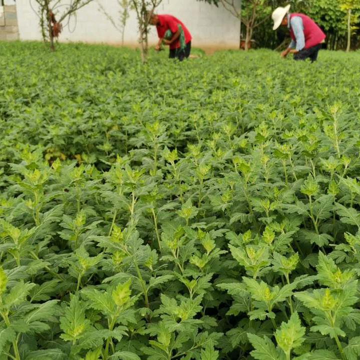 黔蔬配购（老唐）_野菜