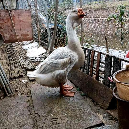 蓝山小刘@@♛喜欢玩养殖