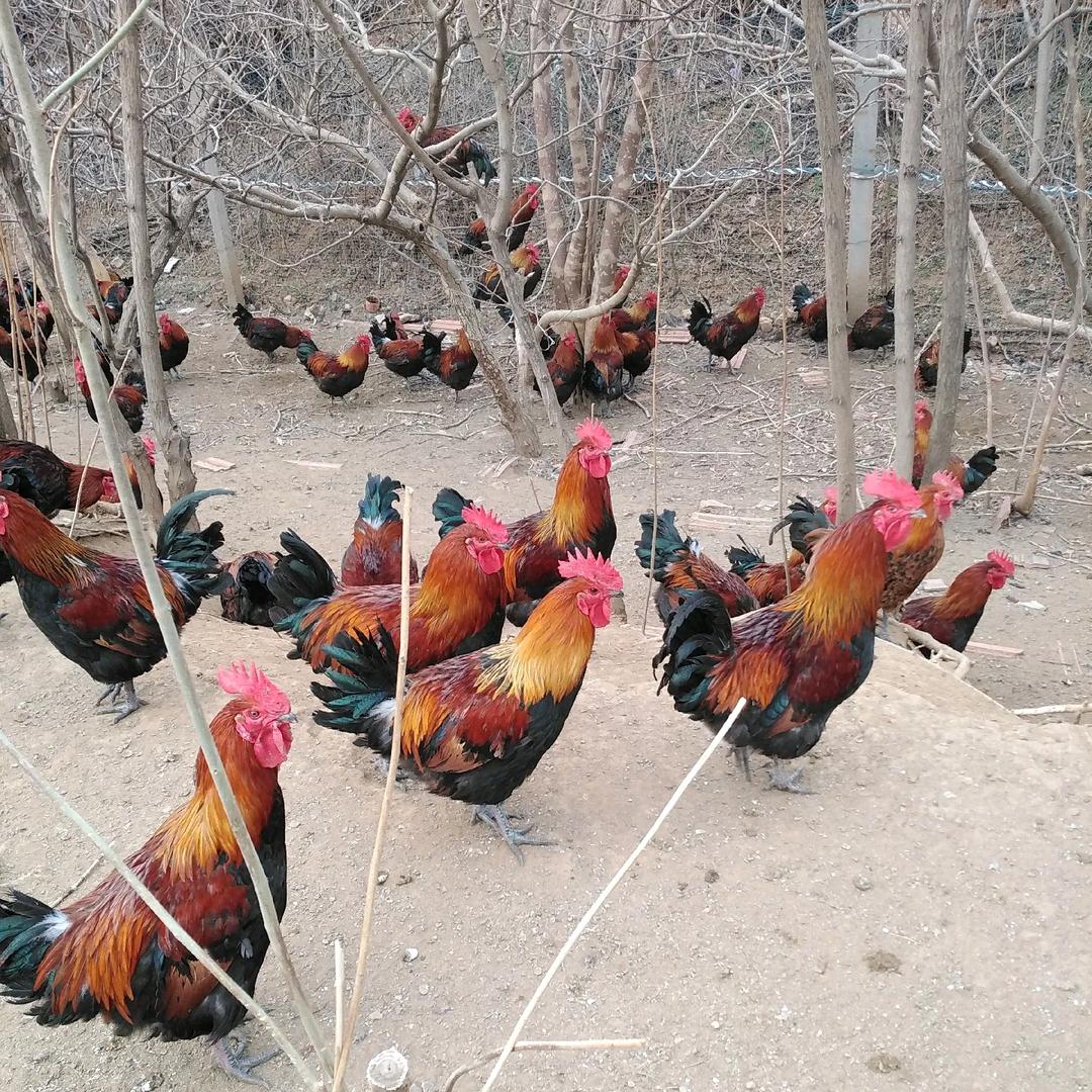 富县鸡窝（拔毛解压）