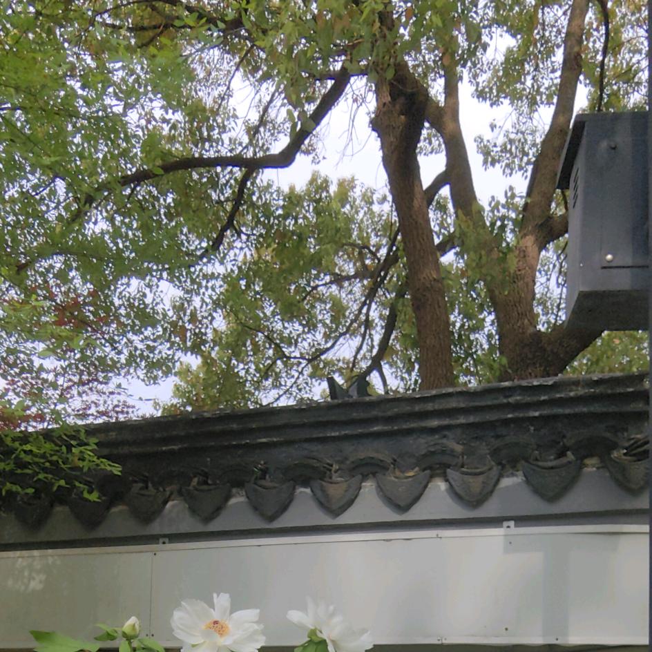 大大乐