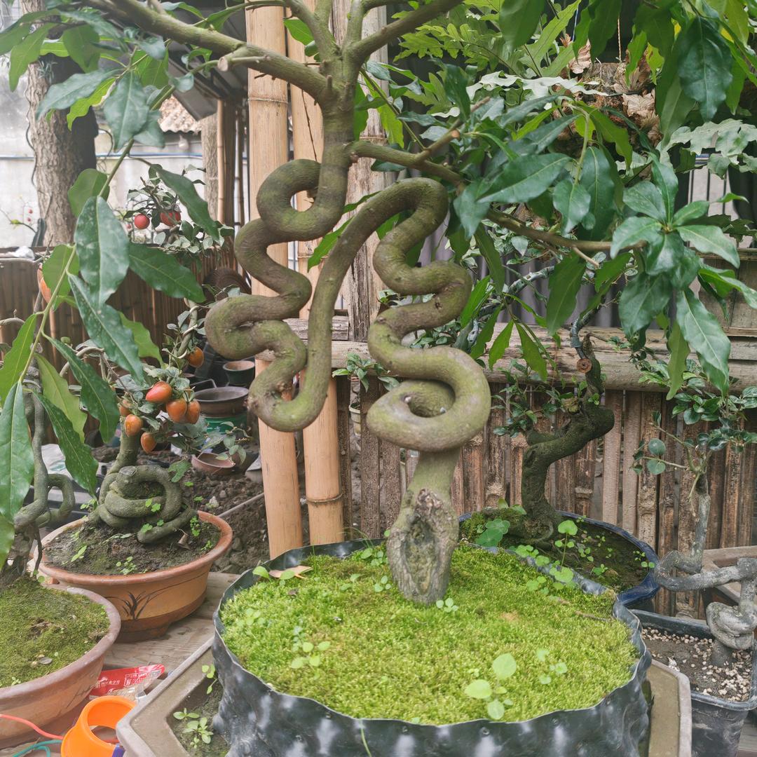 朱建明花卉园艺精选小铺