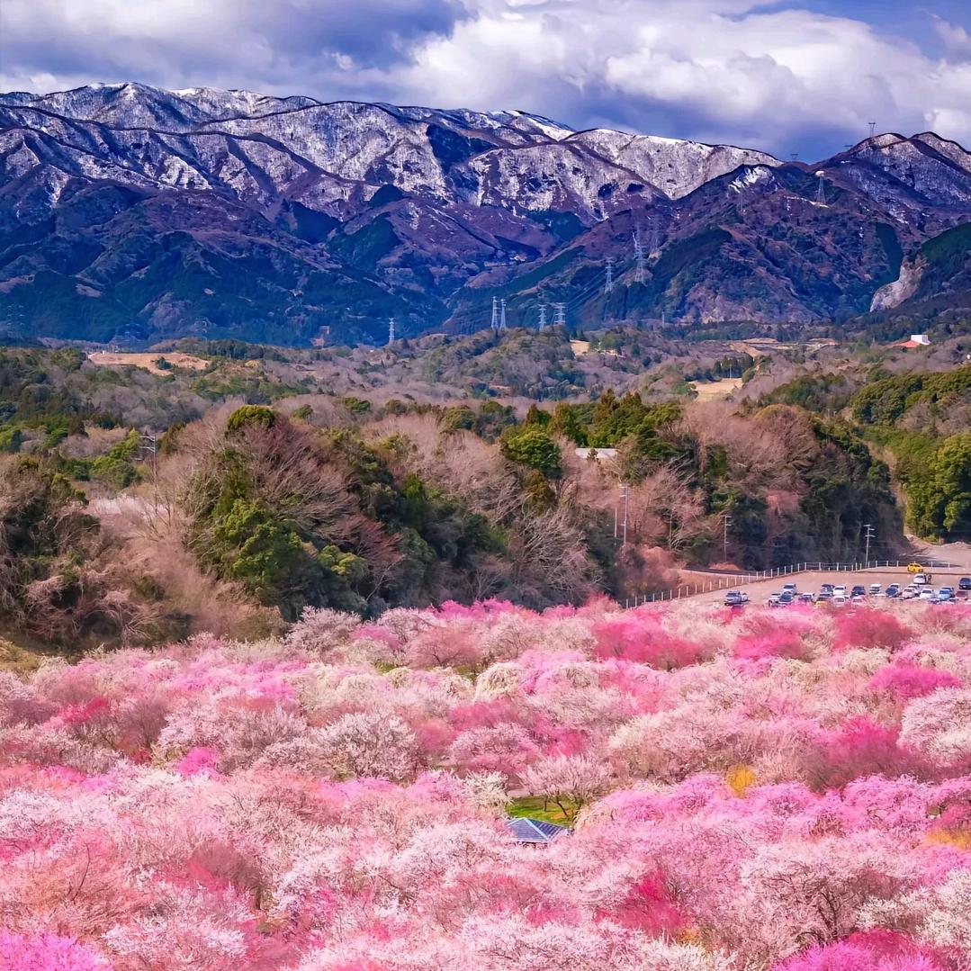 樱花·琴