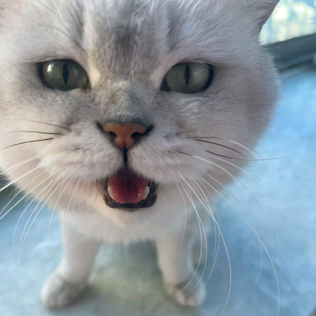顺子是个(≧^.^≦)喵~