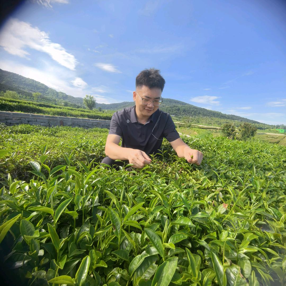 日照绿茶煦源春