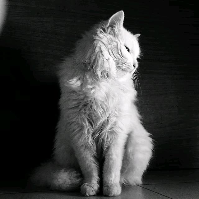 🌈🇰