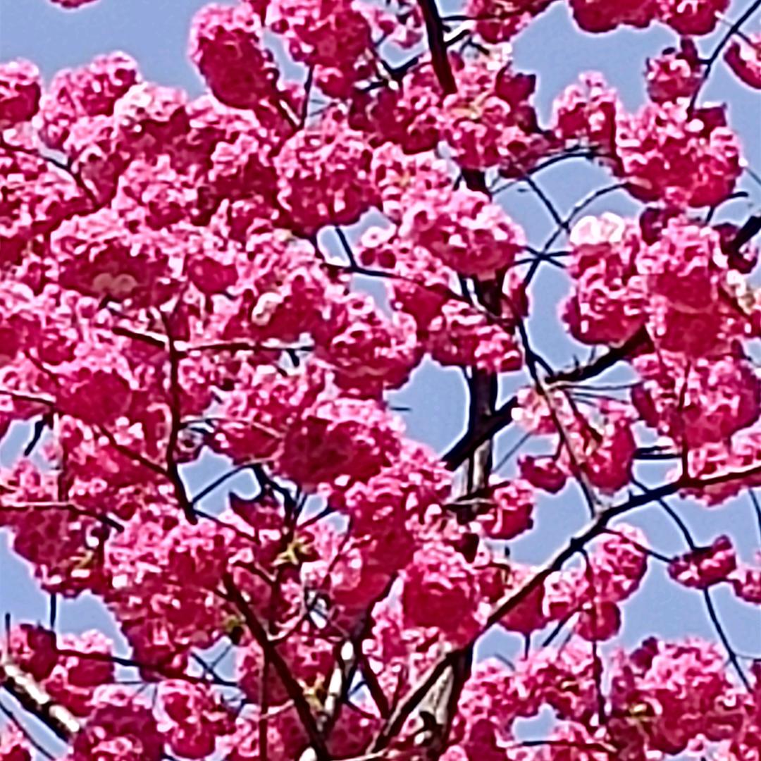 芳草