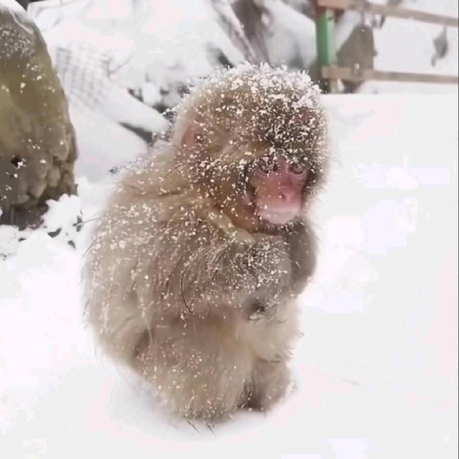 率土临渊（接开荒 ）
