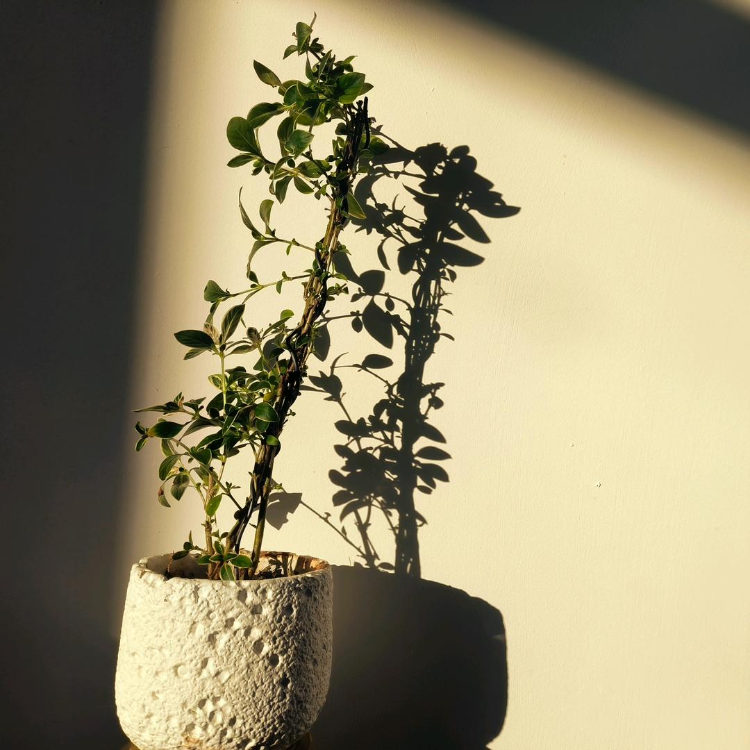 我就看看不说话。